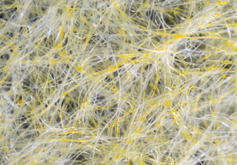 The Microscopic World. Fabric under the microscope.