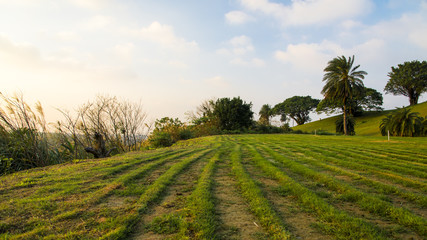 Golf course landscape, grass plantation field in the side of course.