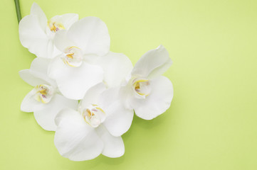 romantic branch of white orchid
