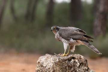 Eurasian Goshawk