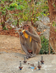 monkey nearly entrance to Khao Luang cave
