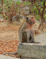 monkey nearly entrance to Khao Luang cave