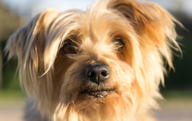Macro Closeup detail of dog nose Yorkshire Terrier brown dog