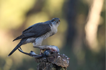 Eurasian Goshawk
