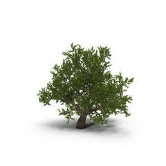 Green summer old maple tree isolated on white. 3D illustration