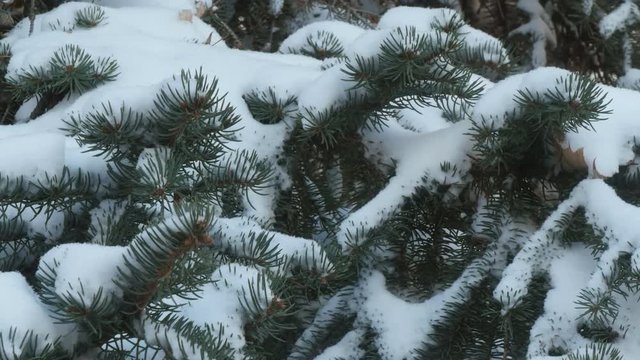 Beautiful tree covered with snow, close-up view, in the frosty winter, the Christmas forest