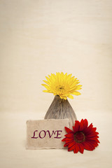 Valentine concept, Colorful daisy flower with love note