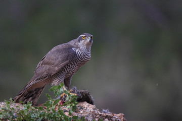 Eurasian Goshawk
