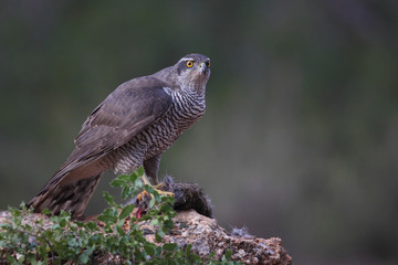 Eurasian Goshawk