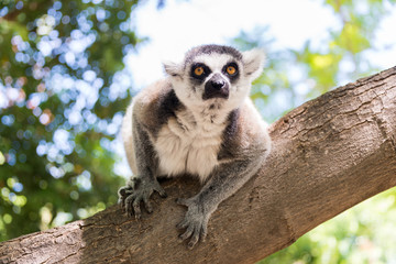 Lemur at Hay Park in Kiryat Motzkin