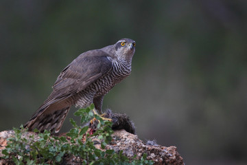 Eurasian Goshawk