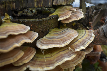 Close up of colorful tinder fungus on a tree trunk