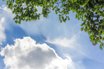 Silhouette green leaves under sunlight, focus on leaf