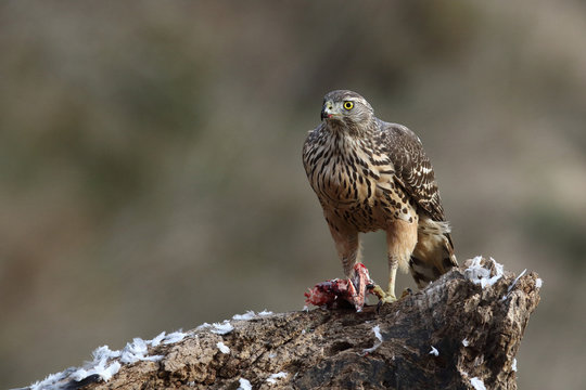 Eurasian Goshawk