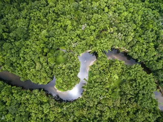 Foto op Canvas Bovenaanzicht van het Amazone-regenwoud, Brazilië © gustavofrazao