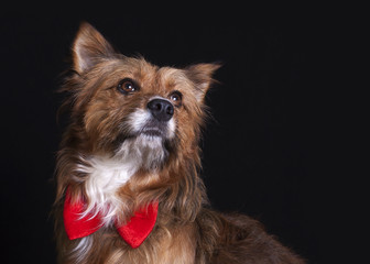 Perro elegante con pajarita en estudio