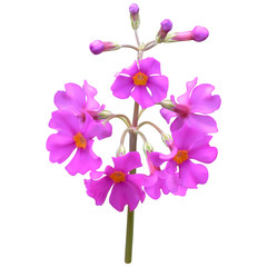 Candelabra Primrose
