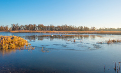 Shore of a frozen lake at sunrise in winter