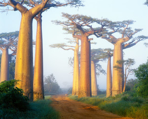 Baobab avenue - Morondava - Madagascar