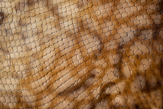 Texture of genuine leather close-up, embossed under the skin a reptile, trend background