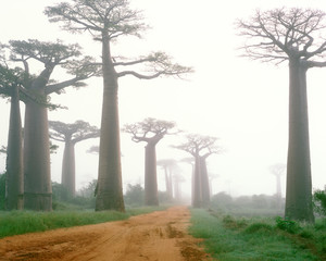 Fototapeta na wymiar Baobab avenue - Morondava - Madagascar