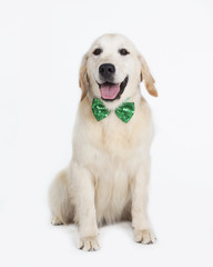 Cachorro de Golden Retriever en estudio