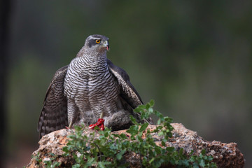 Eurasian Goshawk