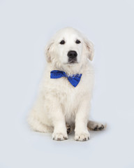 Cachorro de perro Golden Retriever con pajarita