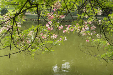 Flower over water surface in Hanoi park