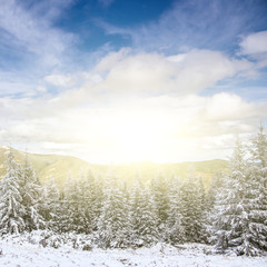 Landscape with spruce trees, blue sky with sun light on background. unusual wonderful winter background.