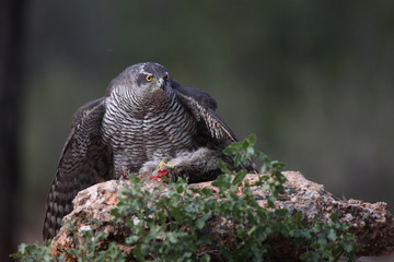 Eurasian Goshawk