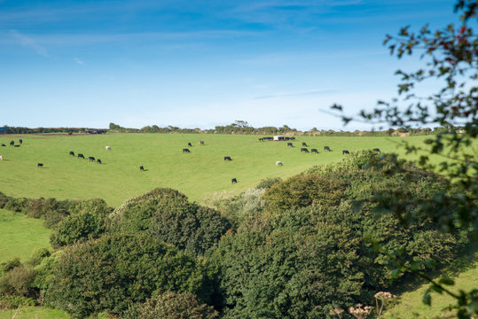 Cornish landscape with fields and meadows and a flock of cows near Port Isaac.