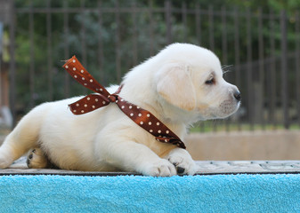 the little labrador puppy on a blue background