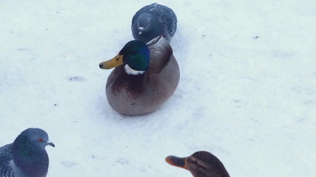ducks walking in the snow
