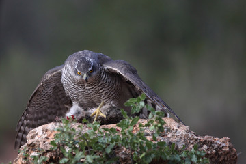 Eurasian Goshawk