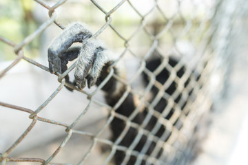 gibbon in cage