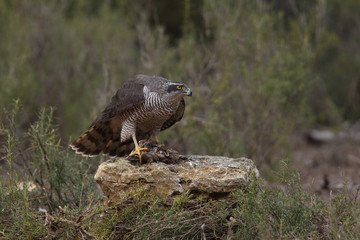 Eurasian Goshawk