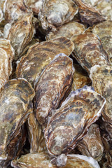 Oysters first size on the stone. fresh raw gourmet seafood.sea shell background