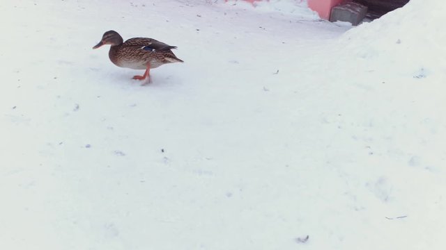 ducks walking in the snow