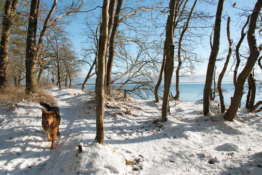 Hund im Winter rennt durch den Schnee an der Ostsee-Insel R&uuml;gen