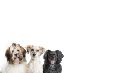 Havanese dog group isolated on white for copy space use.
