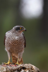 Eurasian Goshawk