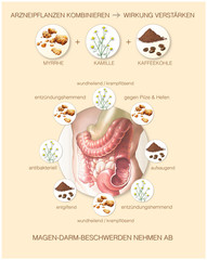 Wirkstoffe im Darm.Heilpflanzen kombinieren