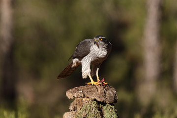 Eurasian Goshawk