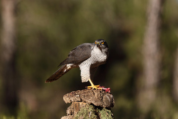 Eurasian Goshawk