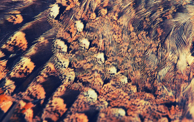 plumage background of Wryneck