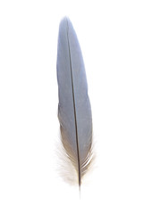 tail feather of macaw