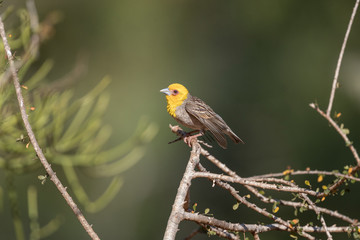 Sakalava weaver.