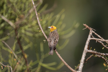 Sakalava weaver.