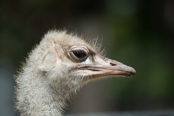 Ostrich at Hay Park in Kiryat Motzkin